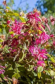 Chinese Fringe Flower, Loropetalum chinense Ming Dinasty, flowers