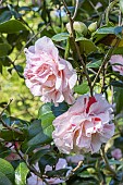 Japanese Camellia, Camellia japonica Mabel Bryan, USA 1962, flowers
