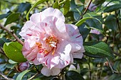 Japanese Camellia, Camellia japonica Mabel Bryan, USA 1962, flowers