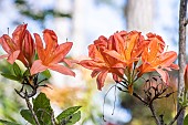 Azalea Midsummer Coral, flowers
