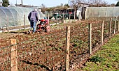 Retired man using tiller before planting potatoes in allotment garden, Allonnes, Sarthe, Pays de la Loire, France