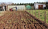 Retired man using tiller before planting potatoes in allotment garden, Allonnes, Sarthe, Pays de la Loire, France