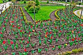Red tulip bed in the jardin des plantes and drip pipes for flower irrigation, Le Mans, Sarthe, France
