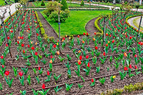 Red_tulip_bed_in_the_jardin_des_plantes_and_drip_pipes_for_flower_irrigation_Le_Mans_Sarthe_France