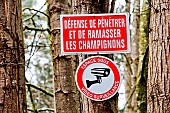 Prohibition signs on tree trunks: Area under video surveillance, No mushrooming. Le Mans, Sarthe, France