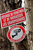 Prohibition signs on tree trunks: Area under video surveillance, No mushrooming. Le Mans, Sarthe, France