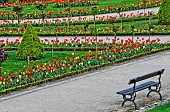 Tulips in the Jardin des Plantes in springtime, Le Mans, Sarthe, France