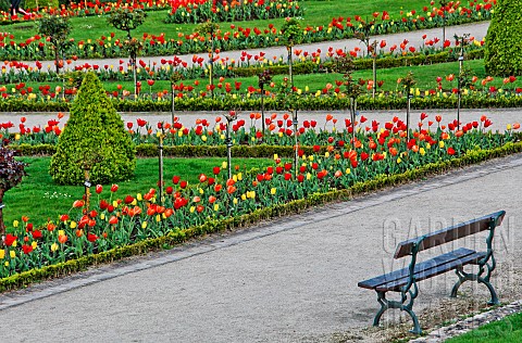 Tulips_in_the_Jardin_des_Plantes_in_springtime_Le_Mans_Sarthe_France