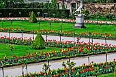 Tulips in the Jardin des Plantes in springtime, Le Mans, Sarthe, France