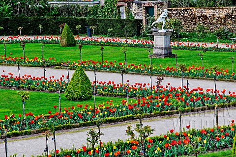 Tulips_in_the_Jardin_des_Plantes_in_springtime_Le_Mans_Sarthe_France