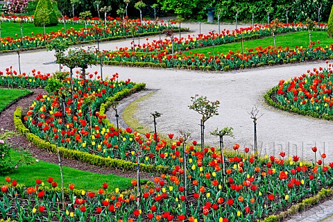 Tulips_in_the_Jardin_des_Plantes_in_springtime_Le_Mans_Sarthe_France