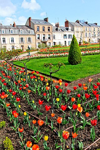Tulips_in_the_Jardin_des_Plantes_in_springtime_Le_Mans_Sarthe_France