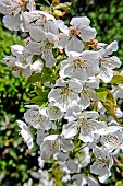 Burlat cherry tree in bloom, Sarthe, Pays de la Loire, France