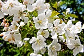 Burlat cherry tree in bloom, Sarthe, Pays de la Loire, France