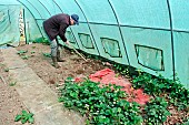 Retired amateur gardener gardening in his greenhouse, strawberry plants first, Le Mans, Sarthe, France