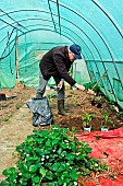 Retired amateur gardener gardening in his greenhouse, strawberry plants first, Le Mans, Sarthe, France