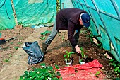 Retired amateur gardener gardening in his greenhouse, first bell pepper plants, Le Mans, Sarthe, France