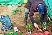 Retired amateur gardener gardening in his greenhouse, first bell pepper plants, Le Mans, Sarthe, France