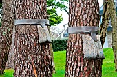 Pine Processionary (Thaumetopoea pityocampa) caterpillar trap on tree trunks in the grounds of a seafront residence next to a coastal path, Séné, Port-Anna, Golfe du Morbihan, Southern Brittany, France