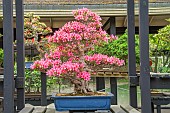 Satsuki Azalea, Rhododendron indicum Korin, in bloom, Pavillon aux Bonsaïs, Parc Floral Vincennes, Paris, Ile de France, France