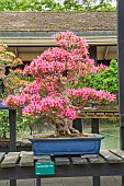 Satsuki Azalea, Rhododendron indicum Korin, Pavillon aux Bonsaïs, Parc Floral Vincennes, Ile de France, Paris, France