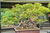 Holly Osmanthus heterophyllus, Sabamaki 1905, Pavillon aux Bonsaïs, Parc Floral Vincennes, Paris, Ile de France, France