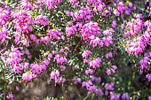 Winter Heath, Erica darleyensis Arthur Johnson, in bloom