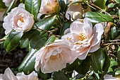 Japanese Camellia, Camellia japonica Rose des Sables, Breeder : Thoby (FRA) 1993, flowers