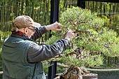 Bonsai maintenance pruning, Japanese white pine, Pinus parviflora var. pentaphylla, Pavillon aux Bonsaïs, Parc Floral Vincennes, Paris, France