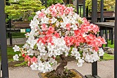 Satsuki Azalea, Rhododendron indicum, in bloom, Pavillon aux Bonsaïs, Parc Floral Vincennes, Paris, Ile de France, France