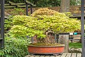 Japanese maple, Acer palmatum, Pavillon aux Bonsaïs, Parc Floral Vincennes, Ile de France, Paris, France