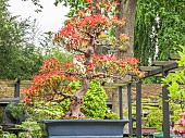 Satsuki Azalea, Rhododendron indicum var. Kinsai, in bloom, Pavillon aux Bonsaïs, Parc Floral Vincennes, Ile de France, Paris, France