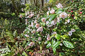 Japanese Camellia, Camellia japonica Rose des Sables, Breeder : Thoby (FRA) 1993, in bloom