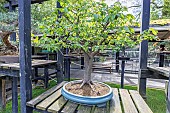 Common Hornbeam, Carpinus betulus, Bonsai Pavilion, Parc Floral Vincennes, Ile de France, Paris, France