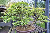Chinese elm , Ulmus parvifolia, Pavillon aux Bonsaïs, Parc Floral Vincennes, Ile de France, Paris, France