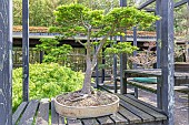 Japanese maple, Acer palmatum Shishigashira, Pavillon aux Bonsaïs, Parc Floral Vincennes, Ile de France, Paris, France