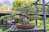 Japanese white pine, Pinus parviflora var. pentaphylla, Bonsai Pavilion, Parc Floral Vincennes, Ile de France, Paris, France