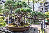 Japanese white pine, Pinus parviflora var. pentaphylla, Bonsai Pavilion, Parc Floral Vincennes, Ile de France, Paris, France