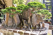 Chinese juniper, Juniperus chinensis, Bonsai Pavilion, Parc Floral Vincennes, Ile de France, Paris, France