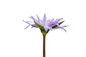Close up of water lily flower isolated in white background in Kruger National park, South Africa