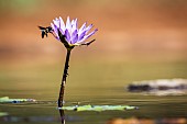 Water lily flower with flying insect in middle of waterhole in Kruger National park, South Africa