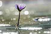 Water lily flower in middle of water with spark backlit in Kruger National park, South Africa