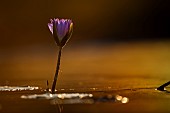 Water lily flower in middle of waterhole in backlit sunset in Kruger National park, South Africa
