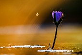 Water lily flower in middle of waterhole at sunset in Kruger National park, South Africa