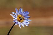 Water lily flower with flying bug in Kruger National park, South Africa