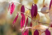 Young leaves of Chinese fringe flower (Loropetalum chinense) in early spring