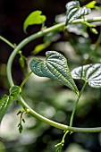 Black Bryony (Dioscorea communis) flowers, Var, France