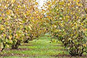 Hazelnut (Corylus avellana) orchard in autumn, Piedmont, Italy