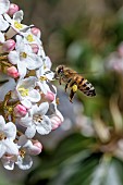Honey bee (Apis mellifera) flying by Arrowwood (Viburnum carlesii) flowers, Alpes-Maritimes, France