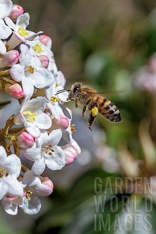 Honey_bee_Apis_mellifera_flying_by_Arrowwood_Viburnum_carlesii_flowers_AlpesMaritimes_France